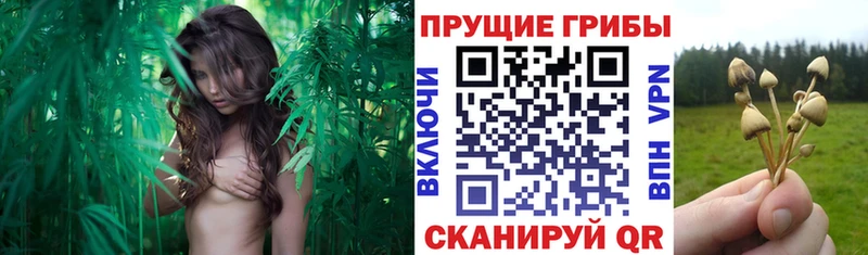 Галлюциногенные грибы Psilocybe  Купить где  Радужный 